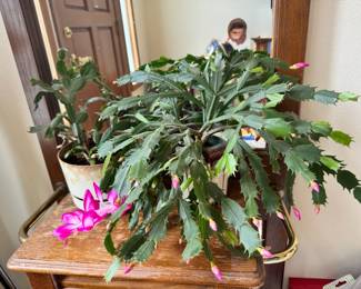 Pair Of Thanksgiving Cactus Live Plants