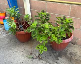 Lots of outdoor plants and decor