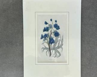 BPLot #22 Antique Hand Colored Botanical Engraving Blue Double Larkspur Delphinium Pl. 43 W. Clark Matted