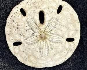  Fossil Sand Dollar Echinoid Specimen Five Lunules Petaloid Pattern in Black Foam Display Box