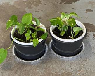 020 pottedgoldenpothoshouseplants