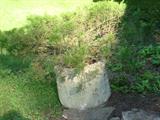 evergreen in large pot