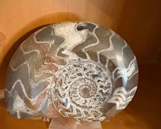 Polished Goniatite Fossil