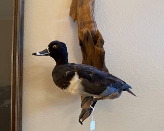 Duck Taxidermy
