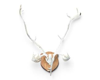 Caribou Antlers