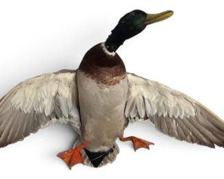 Mallard Duck Mount