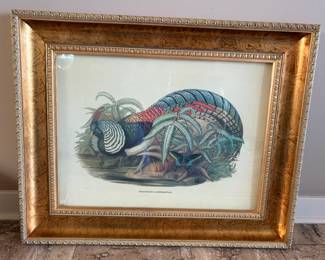 Framed bird print "Thaumalea Amherstiae"
