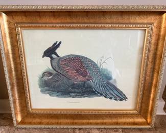 Framed bird print "Pucrasia Darwini"