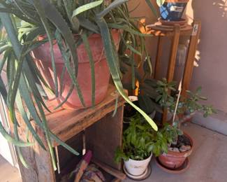 Plants