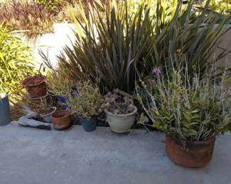 NE109Assorted Potted Plants And Driftwood