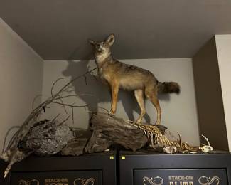 Taxidermy