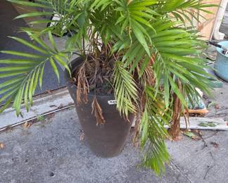 #242	Live Palm in Plastic Planter - 16x49	 $25.00 
