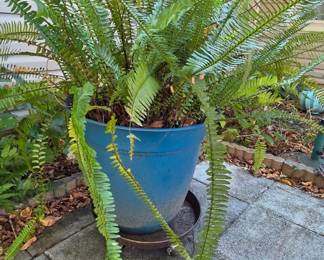 #245	Blue Plastic Pot w/Large Fern on Aluminum Rolling Casters w/locking Wheels - 21x41	 $45.00 