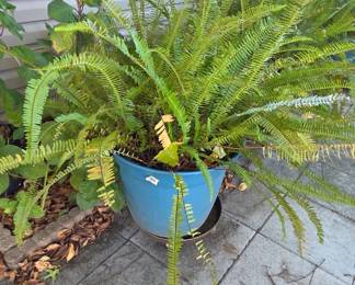 #243	Blue Plastic Pot w/Large Fern on Aluminum Rolling Casters w/locking Wheels - 21x41	 $45.00 