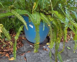 #244	Blue Plastic Pot w/Large Fern on Aluminum Rolling Casters w/locking Wheels - 21x41	 $45.00 