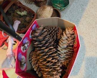 Large pine cones