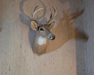 Deer Taxidermy Mount