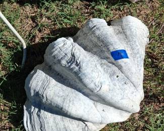 Giant Clam Shell Vintage