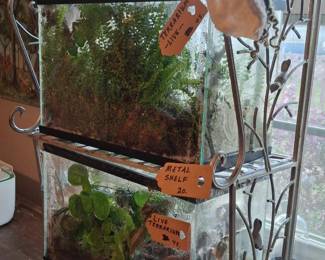 Thriving Terrariums 