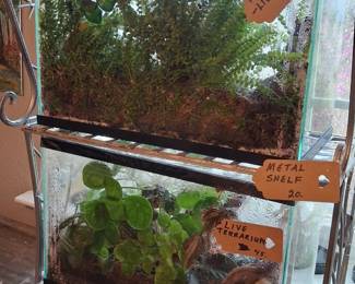 Thriving Terrariums 