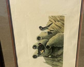 Audubon "Republican Swallow" double elephant size, Amsterdam edition, ex.Taylor Clark label