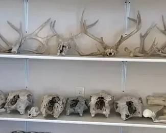 Antlers  Skulls