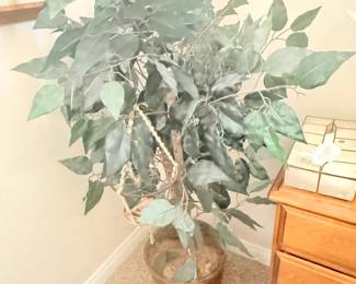 Silk tree