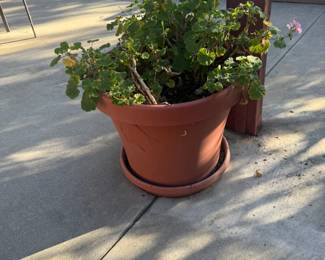 potted Gerainium