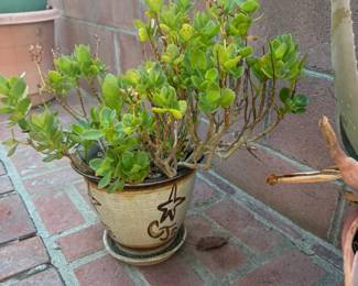 Succulent in pot