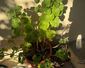 Geranium in pot