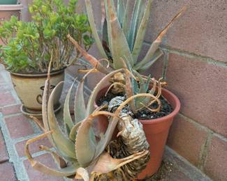 potted cactus