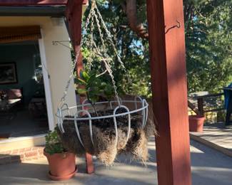 hanging potted plant