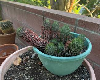 Potted Succulent & extra Lg. Pot