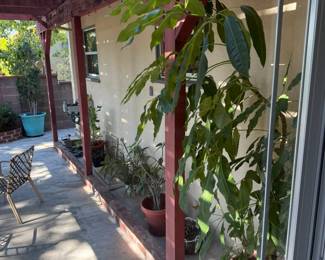 potted plants