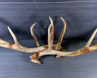 Elk 6x6 Antler Rack, Lengths Range 46" - 51"
