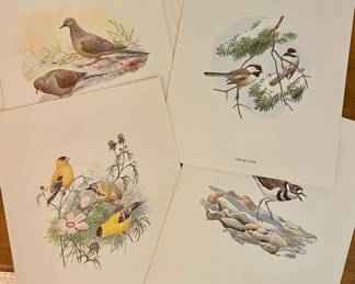 VINTAGE BIRD PRINTS