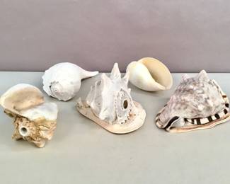 681  Lot 564  Group of large sunbleached seashells