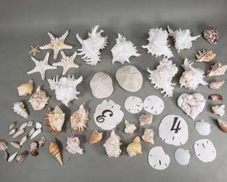 863  Lot 627  Group of sea shells