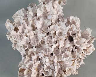 236  Lot 429  Large lettuce coral skeleton