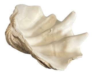 Substantial Natural Giant Clam Shell