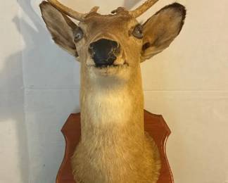 Taxidermy Deer Head