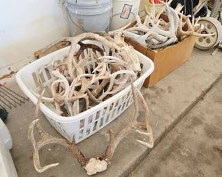 Antler Collection