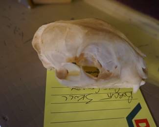 bobcat skull