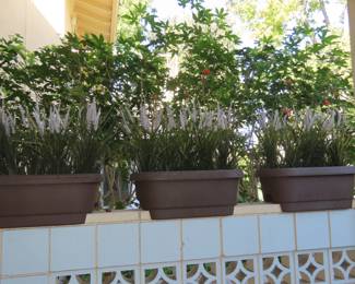 Patio wall planters.
