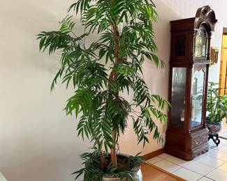 Tall indoor tree in planter pot