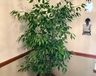 Tall indoor tree in planter pot