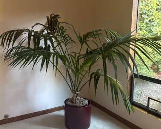Live Palm Plant And Ceramic Planter