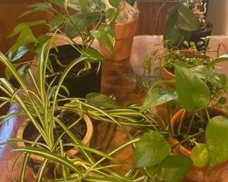 House Plants