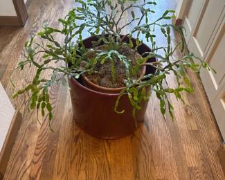Christmas Cactus In A Ceramic Pot