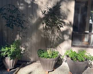 Three Potted Plans Clematis on Metal Trellis